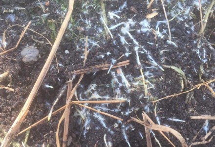 VÌ SAO CÂY TRỒNG CẦN BÓN PHÂN HỮU CƠ VI SINH ?