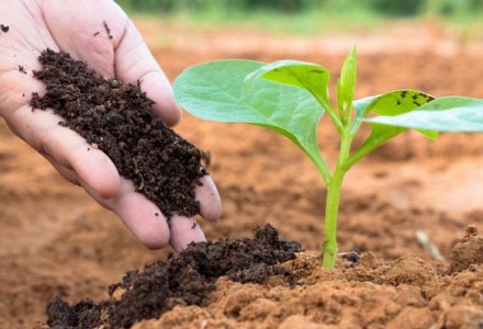 Bón phân cho cây cảnh: Nguyên tắc 4 nhiều, 4 ít, 4 không và 2 kỵ